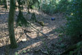 Motte photo Andrew Tivenan